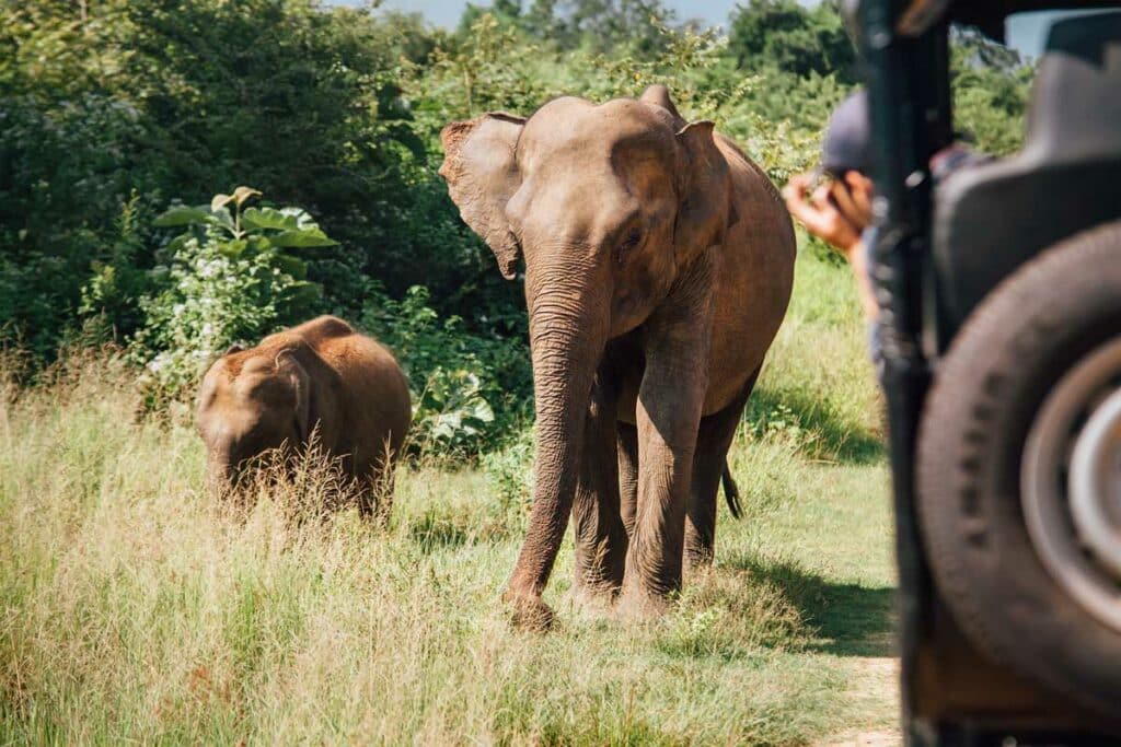 Éléphants dans le parc national de Yala