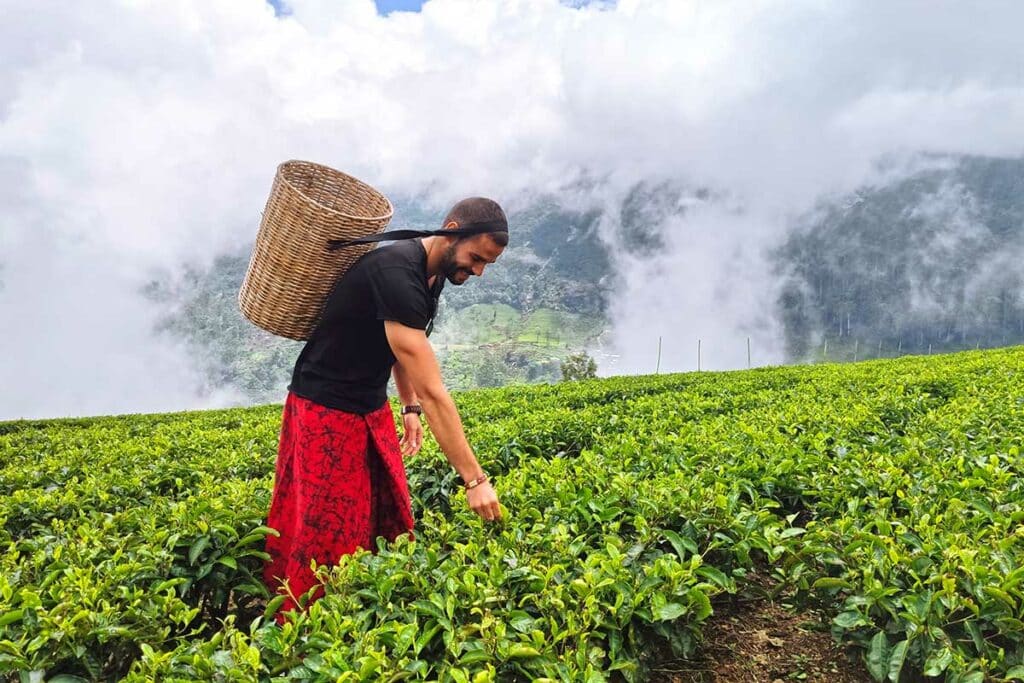 Cueillette du thé à Nuwara Eliya